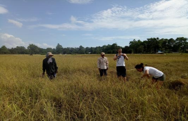 Rice Harvest